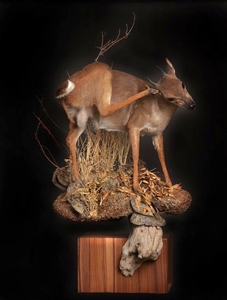 Dik-Dik, scratching ear, standing in shrubs - Lifesize floor pedestal w/habitat (solid cube wood base) 